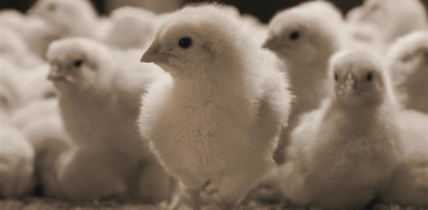 Newborn poultry range picture