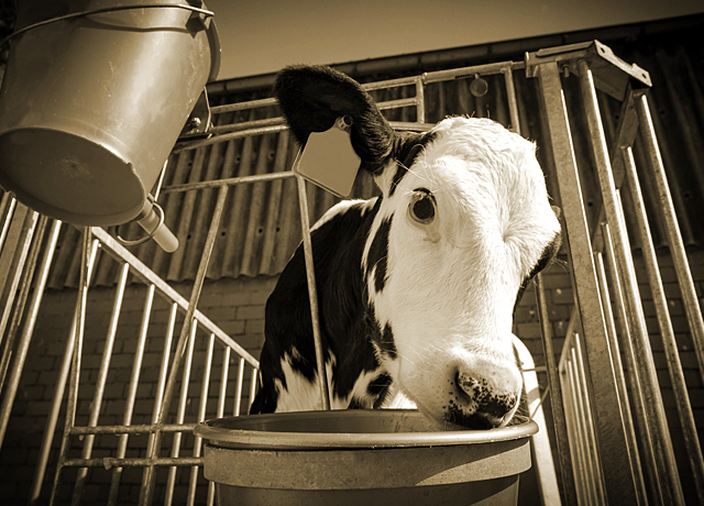 Calf at drinker
