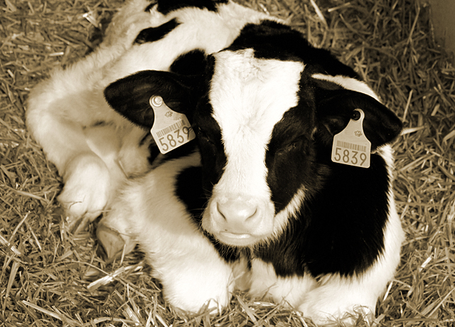 NewBorn calf