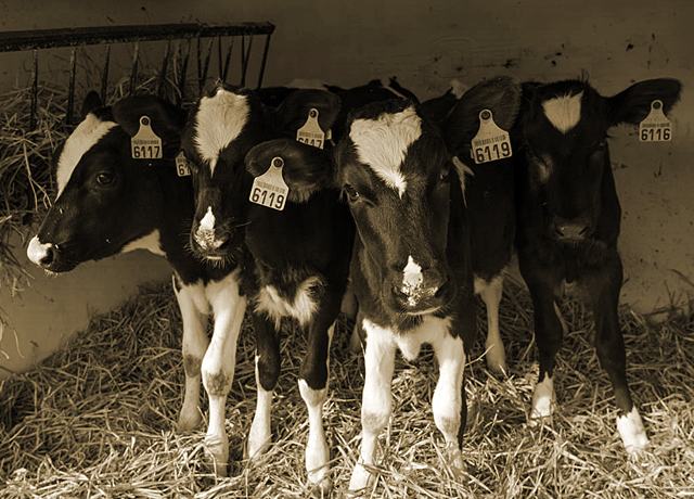 Group of calves