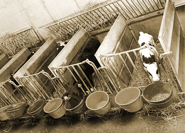 Calves individually housed