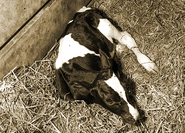 Calf with scours