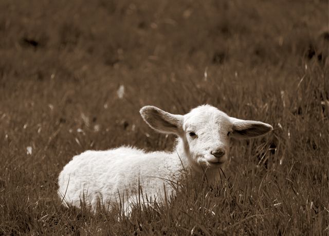 lamb lied in grass