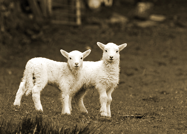 Twin lambs