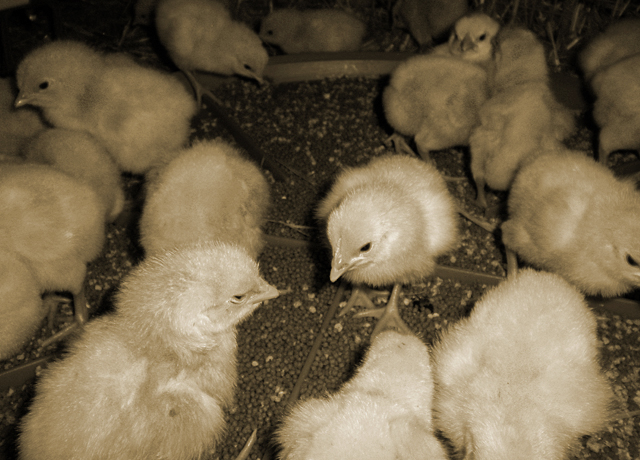 Day-old chicks eating Chick'Boost