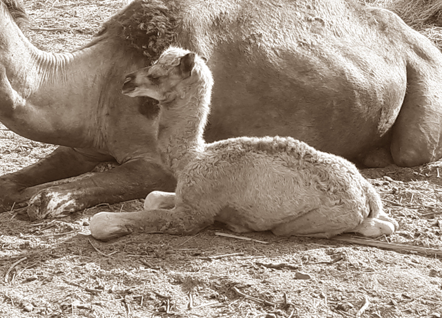 Camel Calf alongside its mother