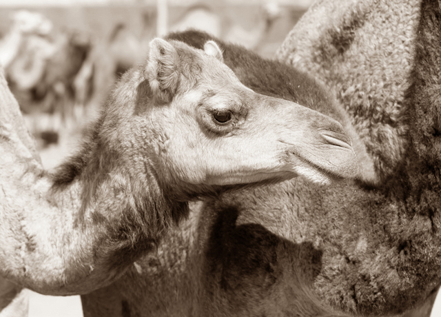 Camel calf head