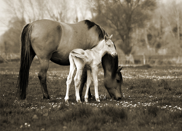 Foal with its mare