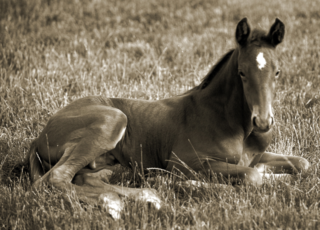 Laid down foal