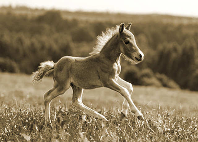 Running foal