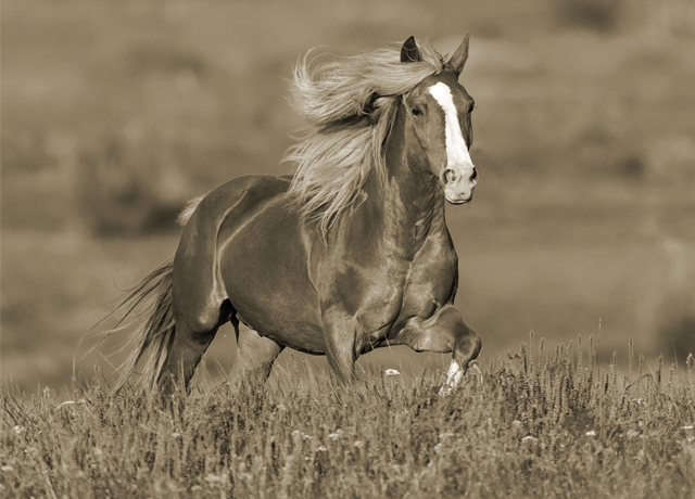 Running horse