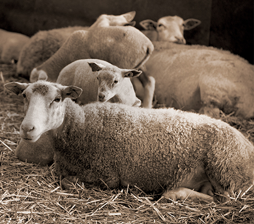 small ruminants bloc carrefour