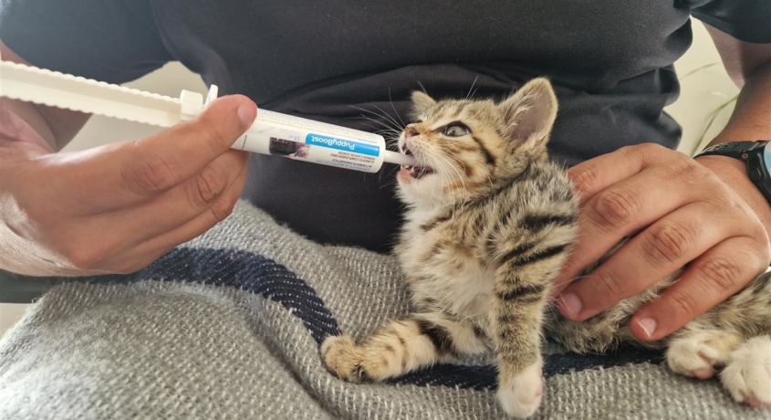 Kitten receiving PuppyBoost